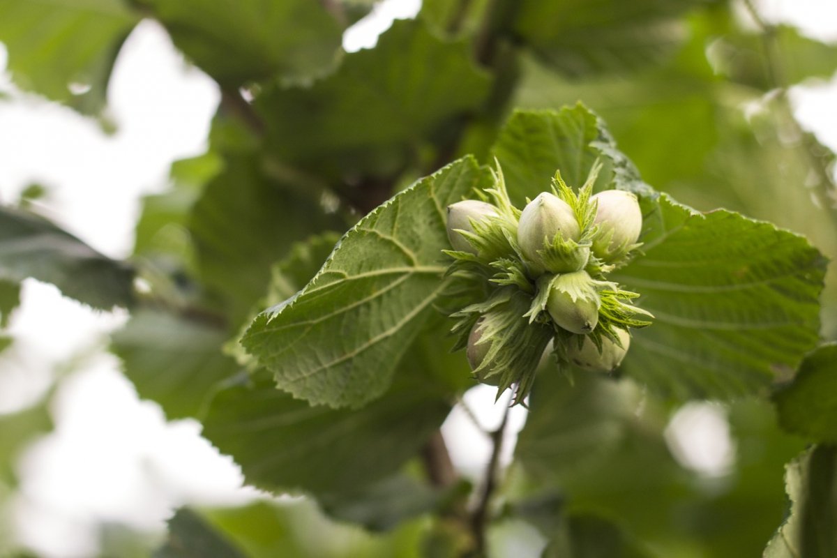 hazelnuts-1561875_1280.jpg