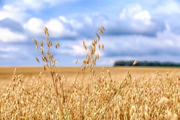 Влияние зерновых культур на изменение климата